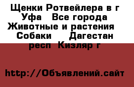 Щенки Ротвейлера в г.Уфа - Все города Животные и растения » Собаки   . Дагестан респ.,Кизляр г.